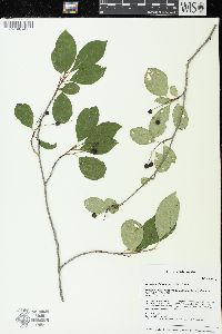 Aronia melanocarpa image