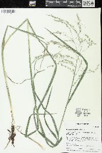 Glyceria canadensis image