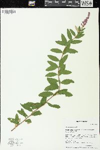 Spiraea tomentosa image