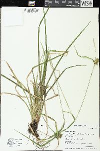 Carex grayi image