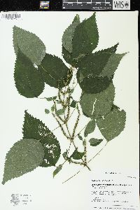Image Associated With the Occurence