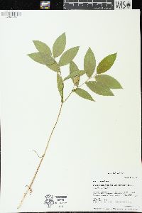 Uvularia sessilifolia image