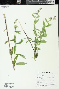 Stachys hispida image