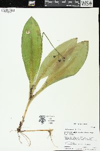 Clintonia borealis image