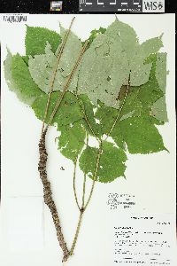 Aralia nudicaulis image