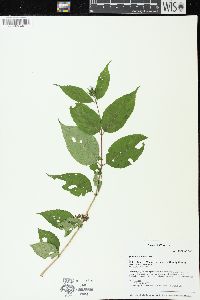 Diervilla lonicera image