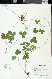 Rubus hispidus image