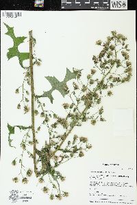 Lactuca biennis image