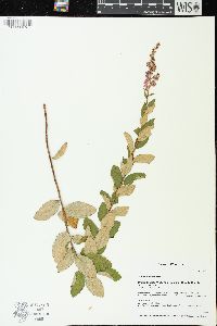 Spiraea tomentosa image