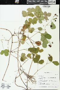 Rubus hispidus image