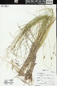 Carex oligosperma image