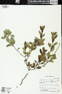 Ilex mucronata image