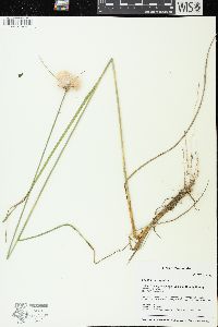 Eriophorum virginicum image