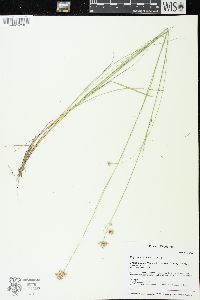 Rhynchospora alba image