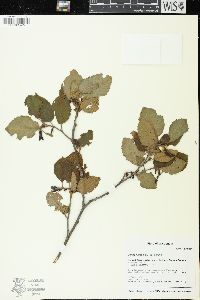 Alnus rugosa image