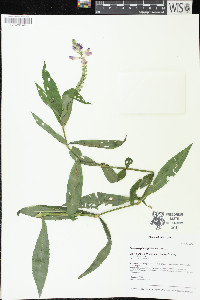 Physostegia virginiana image