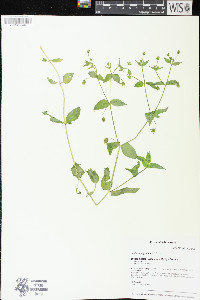 Stellaria aquatica image