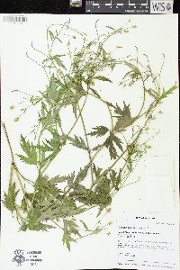 Ranunculus pensylvanicus image