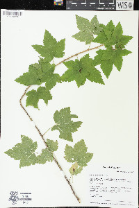 Ribes americanum image