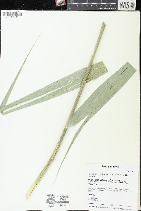 Phragmites australis image