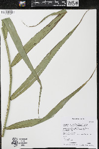 Phragmites australis var. americanus image