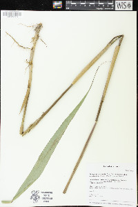 Phragmites australis image