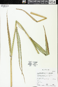 Phragmites australis image