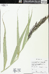 Phragmites australis image