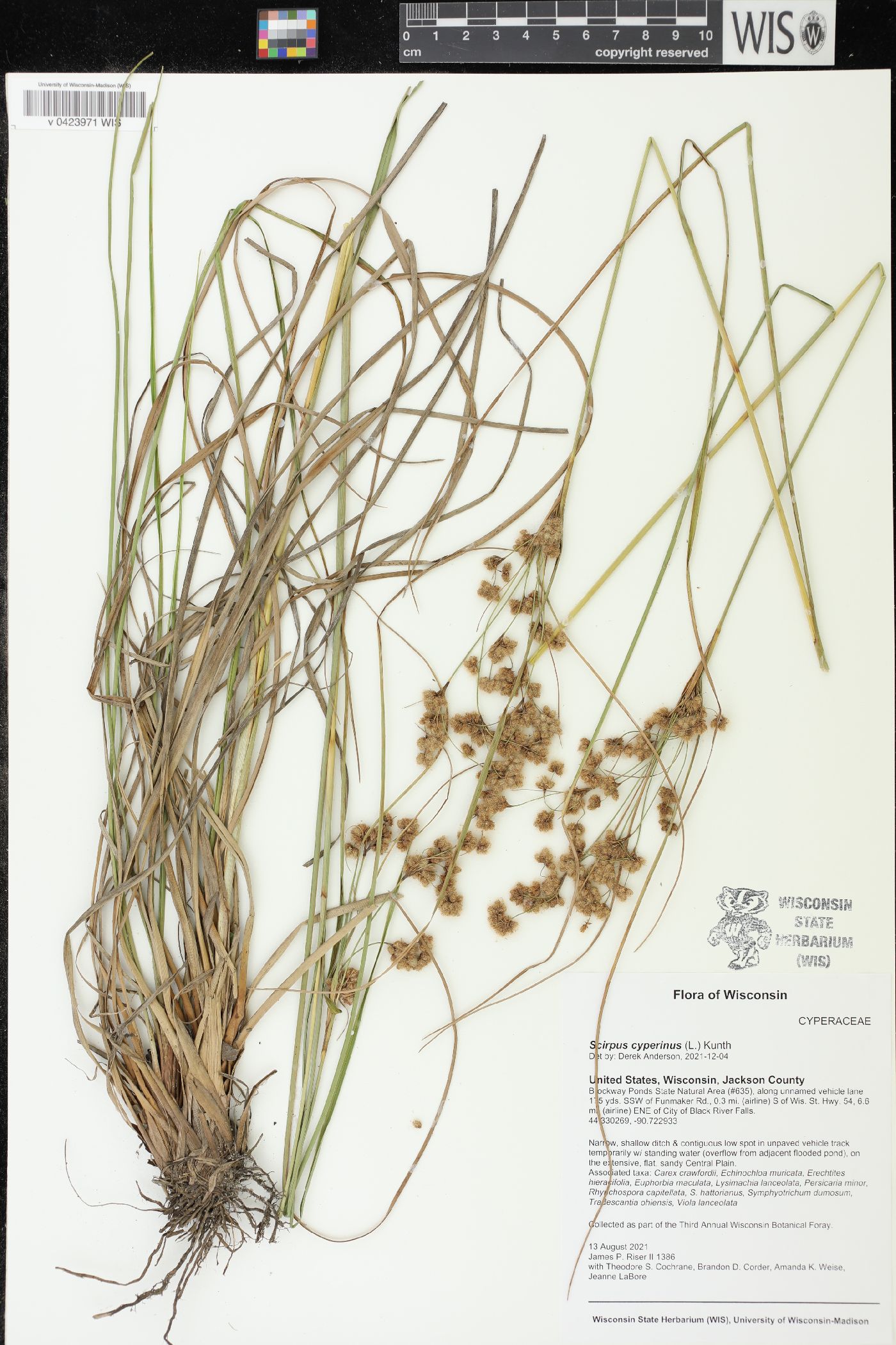 Scirpus cyperinus image