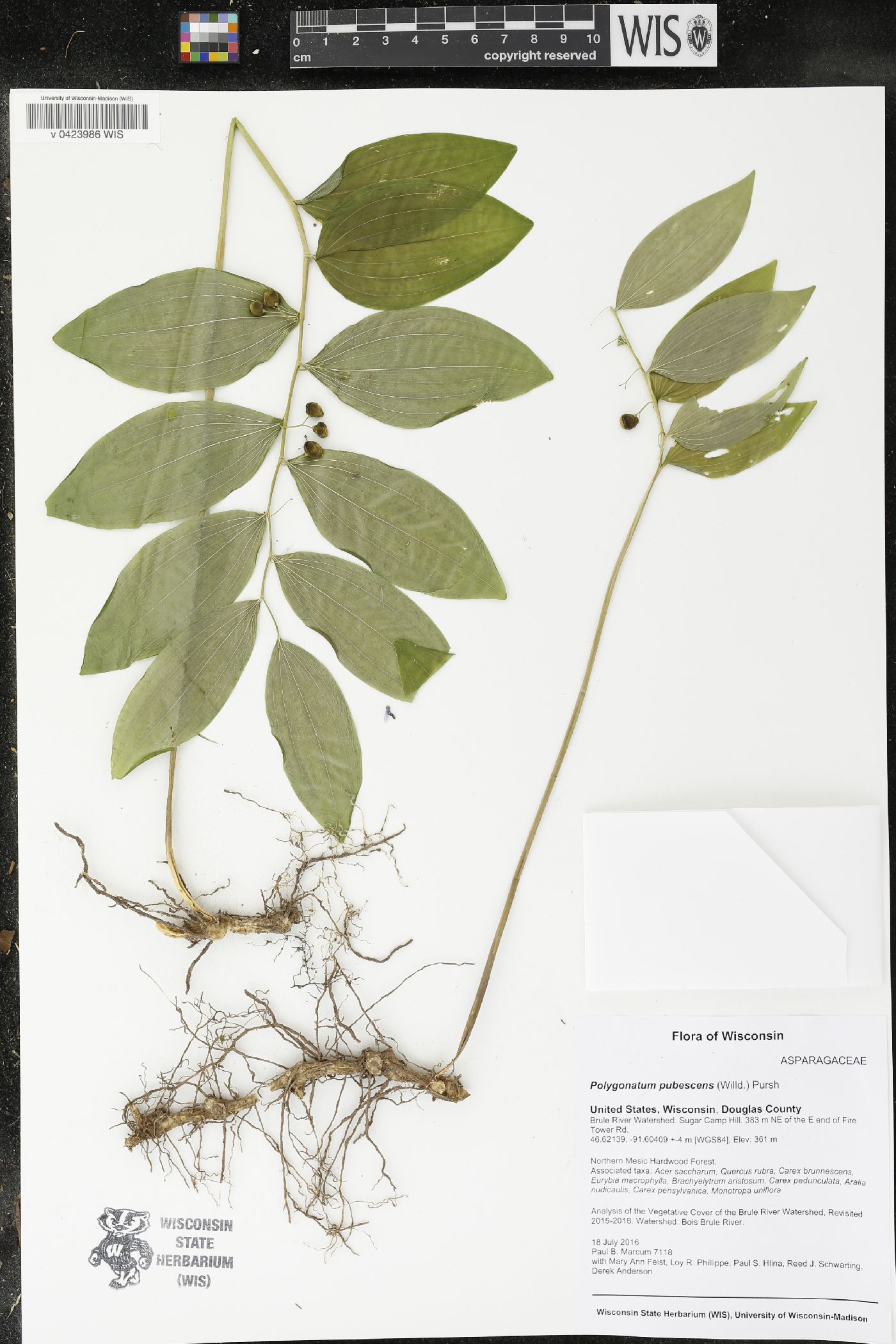 Polygonatum pubescens image