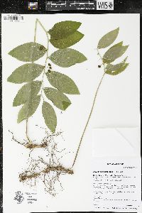 Polygonatum pubescens image