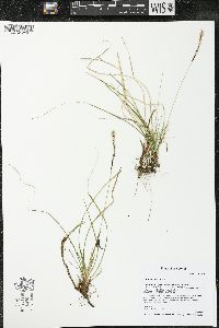 Carex richardsonii image