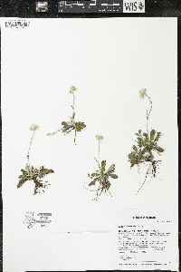 Antennaria neglecta image