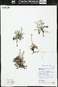 Antennaria howellii subsp. petaloidea image