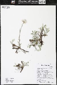 Antennaria howellii subsp. neodioica image