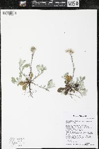 Antennaria howellii subsp. neodioica image