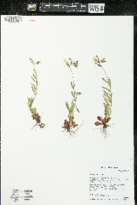 Oenothera perennis image