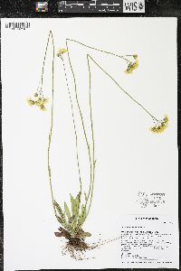 Hieracium piloselloides image