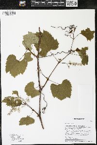 Vitis riparia image
