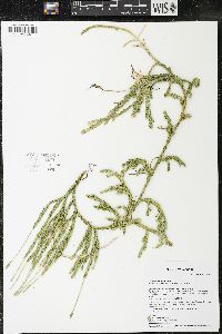 Lycopodium lagopus image