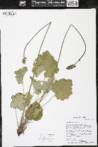 Heuchera richardsonii image