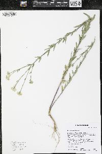 Berteroa incana image