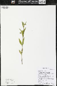 Mirabilis albida image