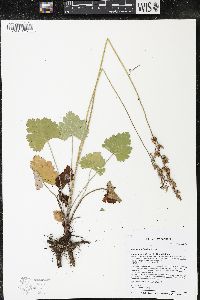 Heuchera richardsonii image