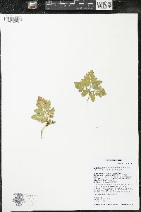 Sceptridium multifidum image