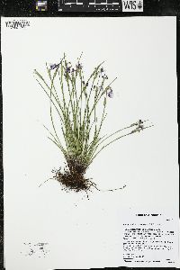 Sisyrinchium campestre image