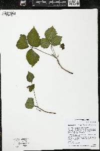 Toxicodendron rydbergii image