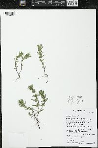 Hedeoma hispida image