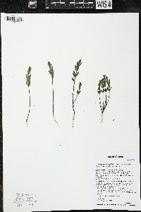 Scutellaria parvula var. leonardii image