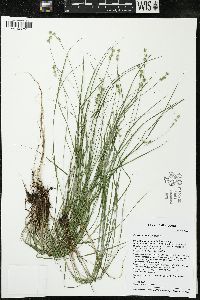 Carex interior image